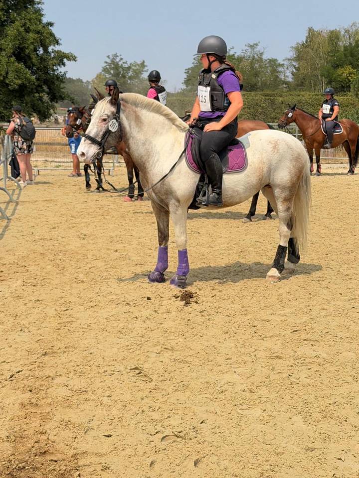 Mare No Origin Recorded For sale 2008 Coloured