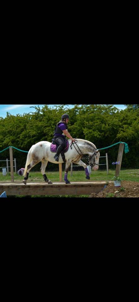 Mare No Origin Recorded For sale 2008 Coloured