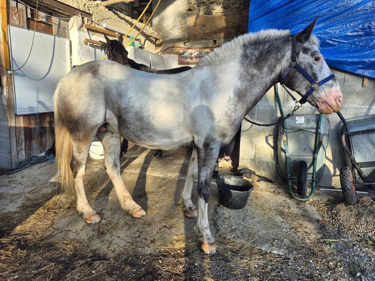 Mare No Origin Recorded For sale 2008 Coloured