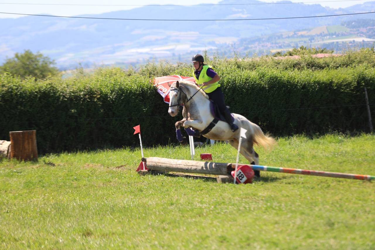 Mare No Origin Recorded For sale 2008 Coloured