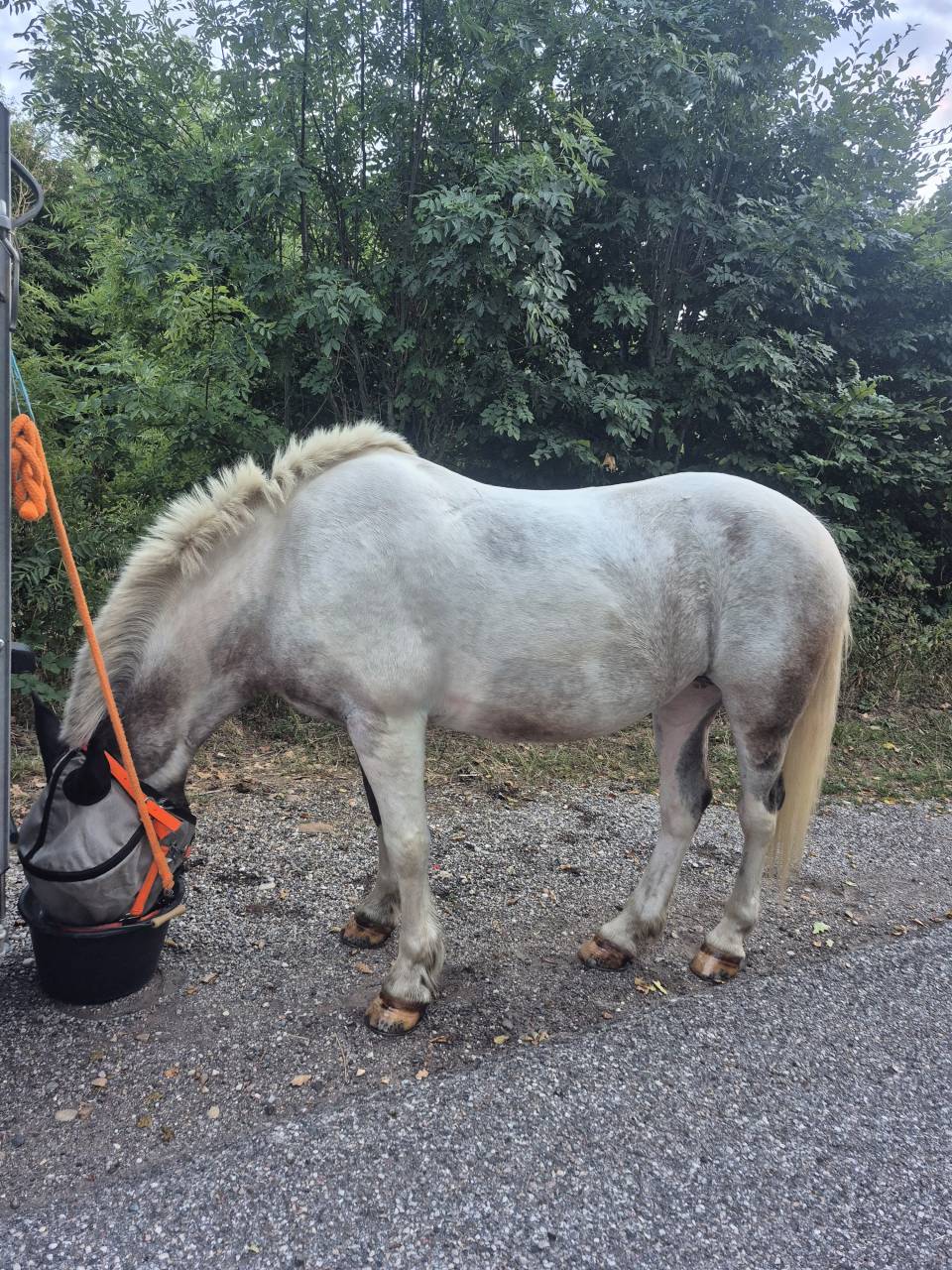 Mare No Origin Recorded For sale 2008 Coloured