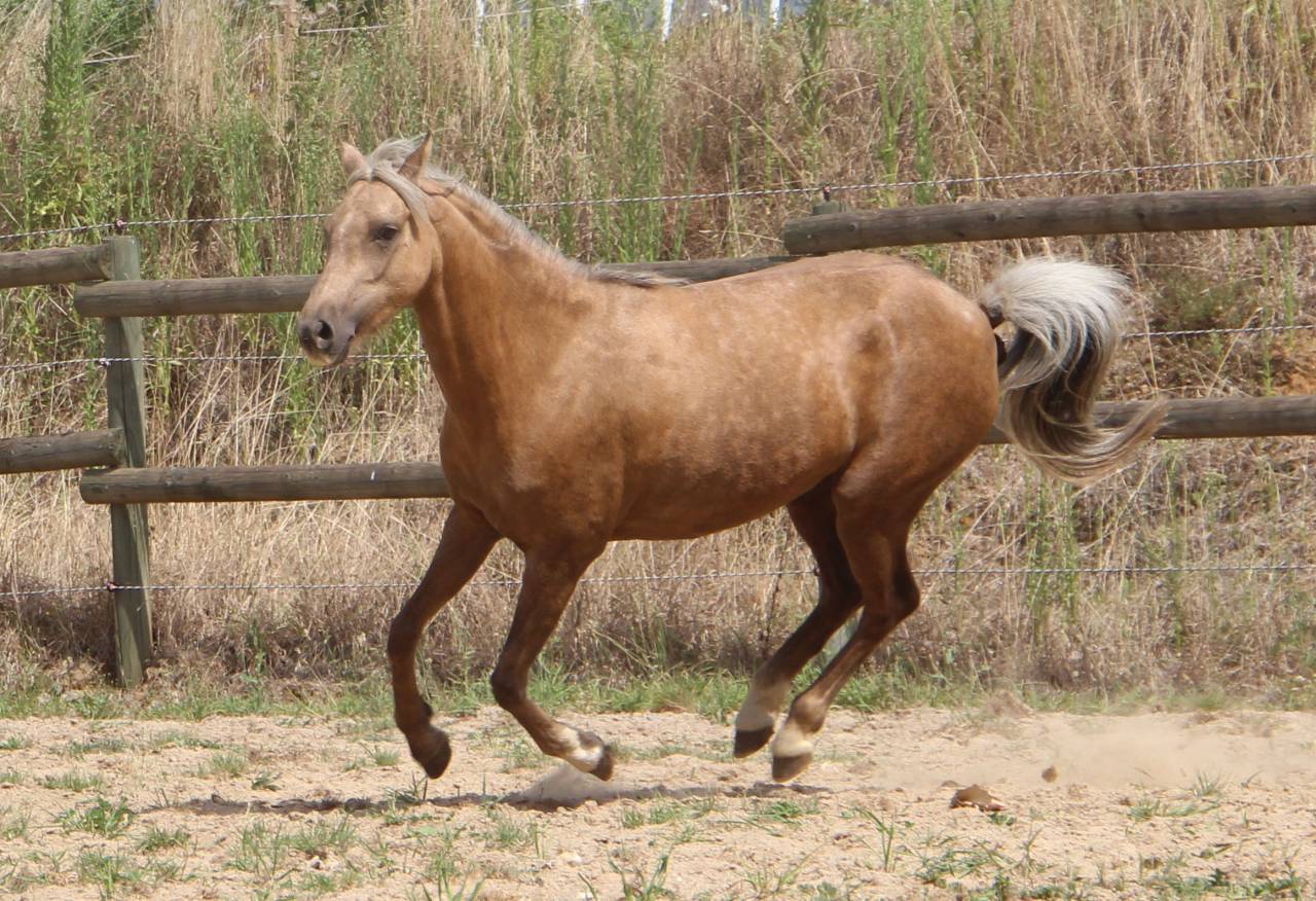 Mare Welsh Pony (Section B) For sale 2020 Palomino