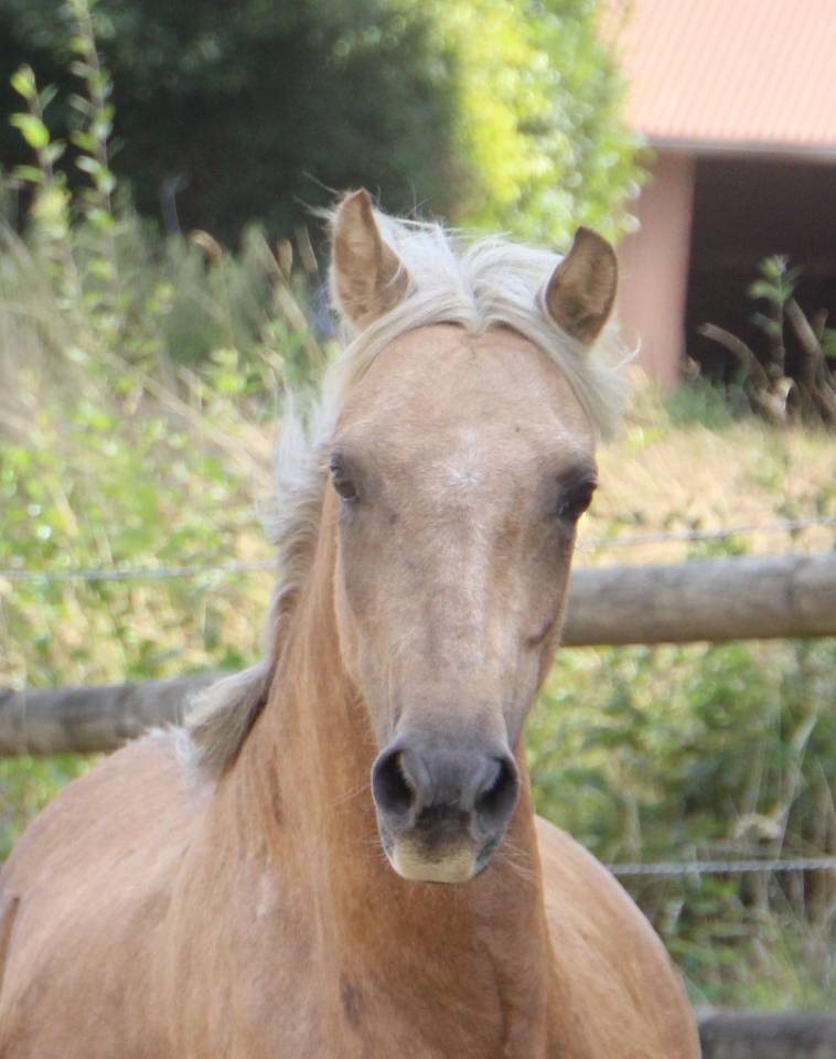 Mare Welsh Pony (Section B) For sale 2020 Palomino