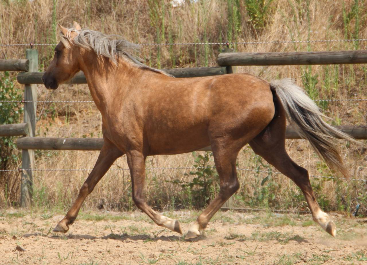 Mare Welsh Pony (Section B) For sale 2020 Palomino