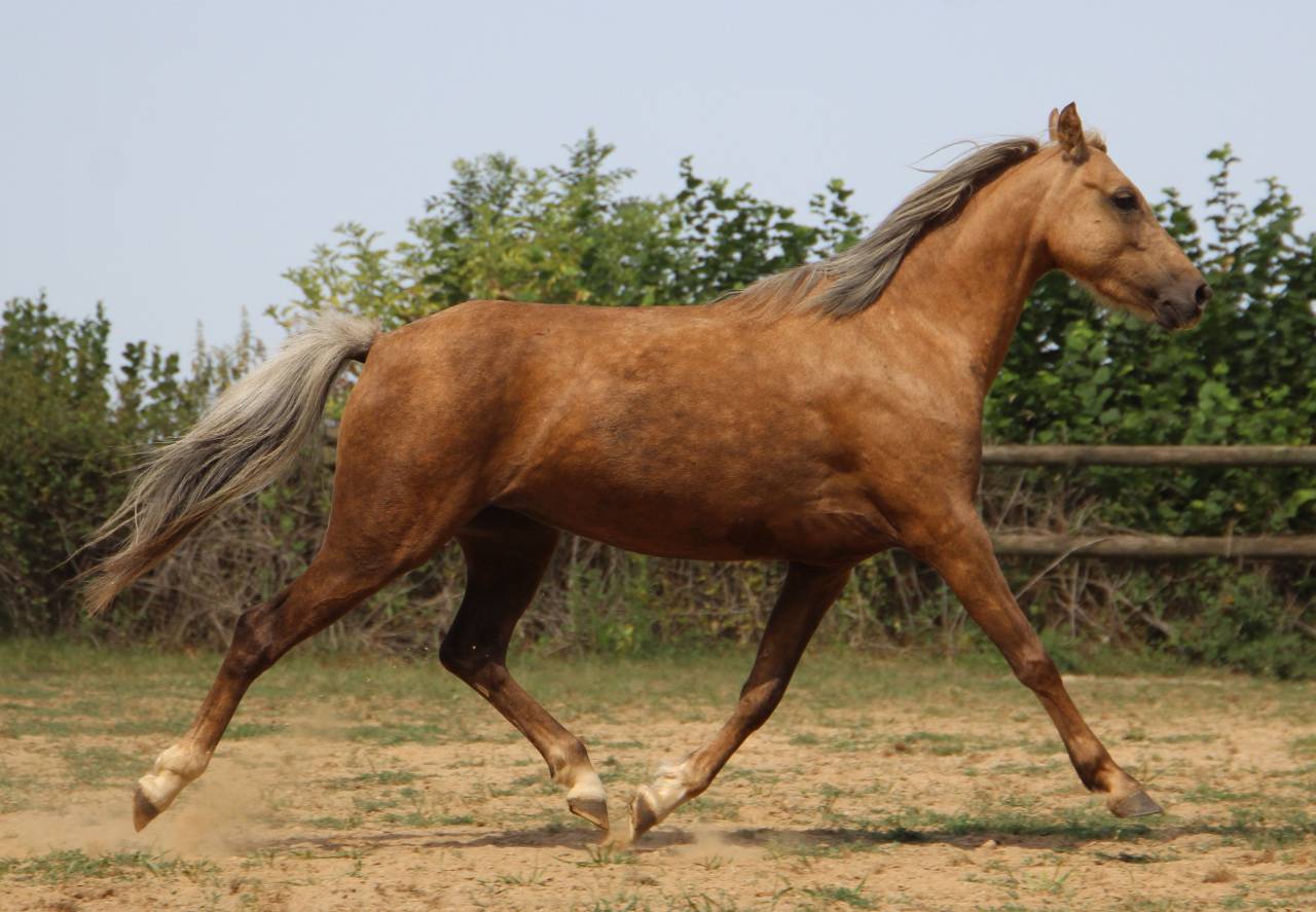 Mare Welsh Pony (Section B) For sale 2020 Palomino