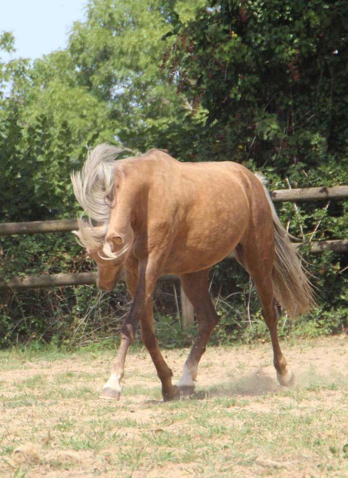 Mare Welsh Pony (Section B) For sale 2020 Palomino
