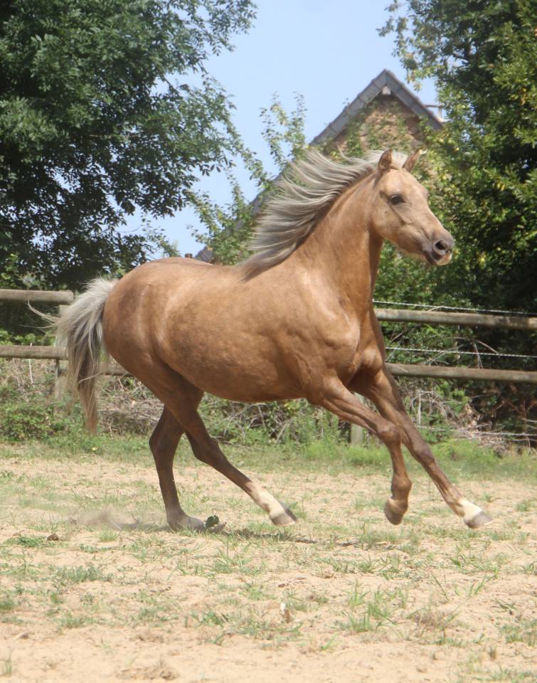 Mare Welsh Pony (Section B) For sale 2020 Palomino