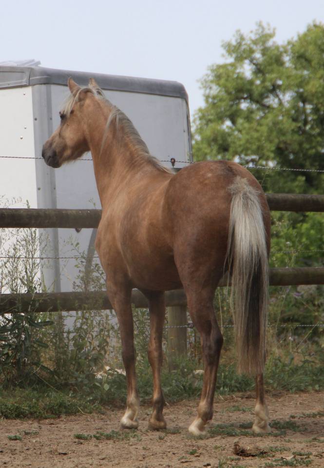 Mare Welsh Pony (Section B) For sale 2020 Palomino