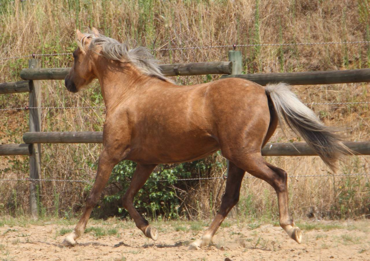 Mare Welsh Pony (Section B) For sale 2020 Palomino