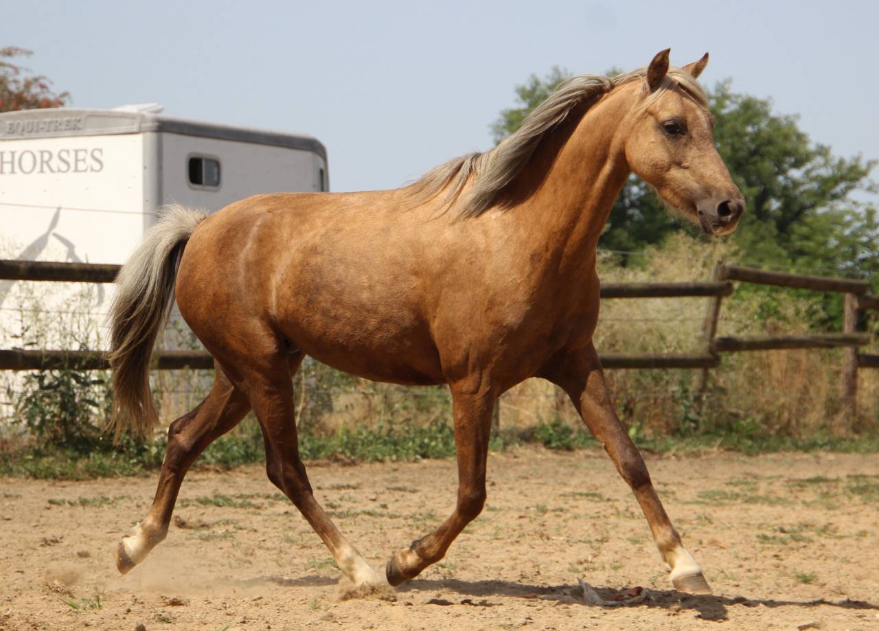 Mare Welsh Pony (Section B) For sale 2020 Palomino