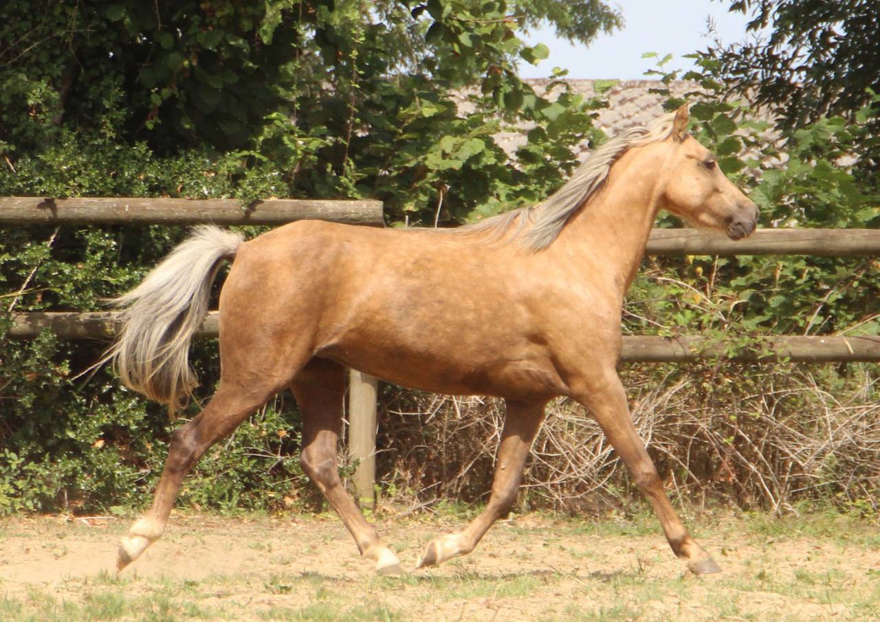 Mare Welsh Pony (Section B) For sale 2020 Palomino