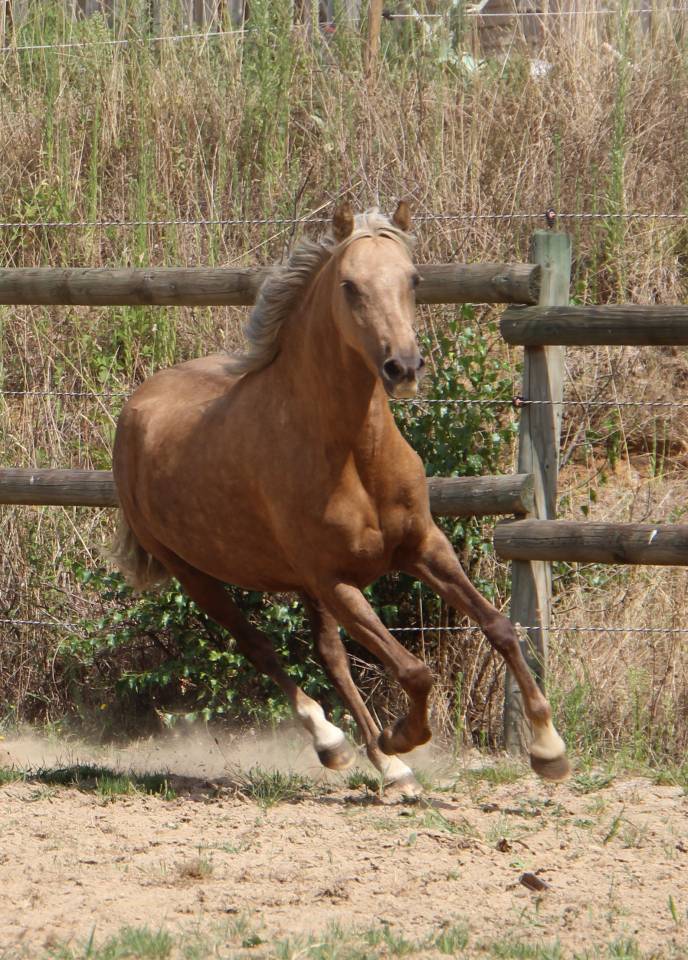 Mare Welsh Pony (Section B) For sale 2020 Palomino
