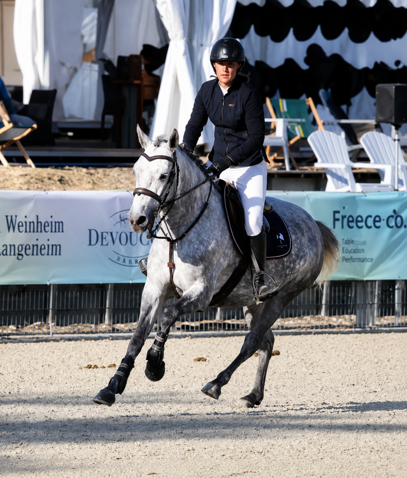 Mare French Saddle Pony For sale 2022 Grey