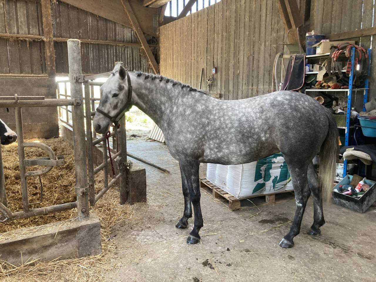 Mare French Saddle Pony For sale 2022 Grey