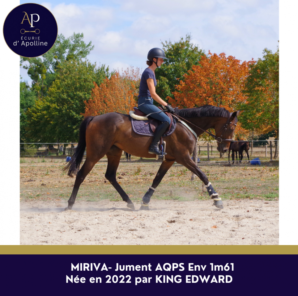 Mare AQPS For sale 2022 Bay