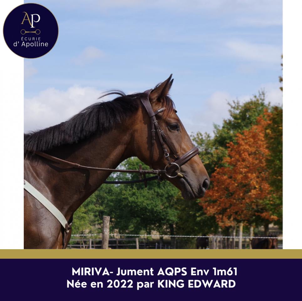 Mare AQPS For sale 2022 Bay