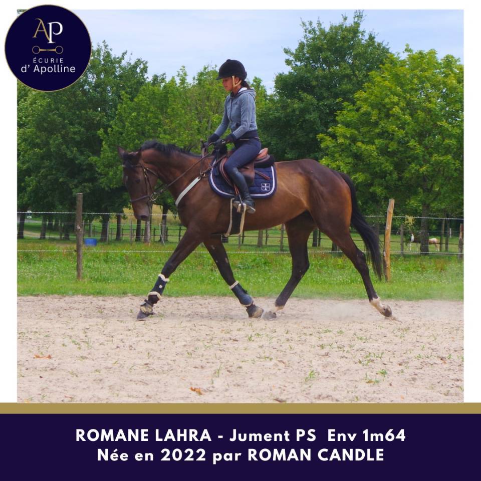 Mare Thoroughbred For sale 2022 Bay
