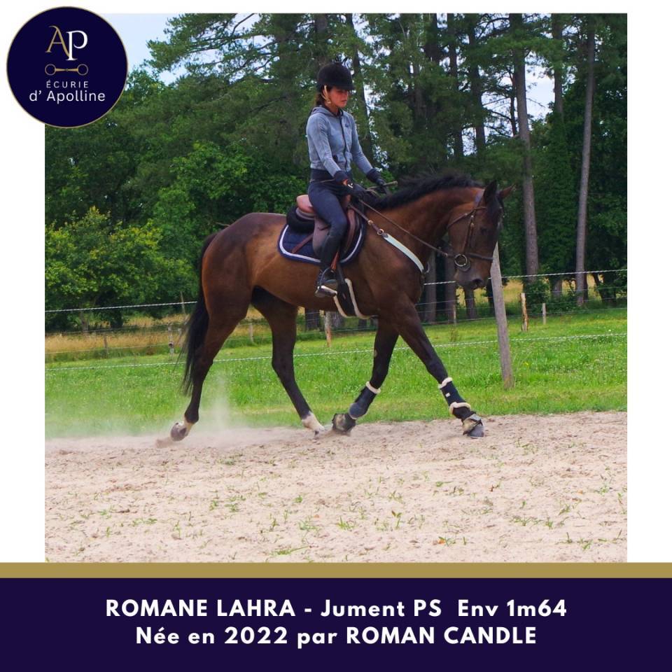 Mare Thoroughbred For sale 2022 Bay