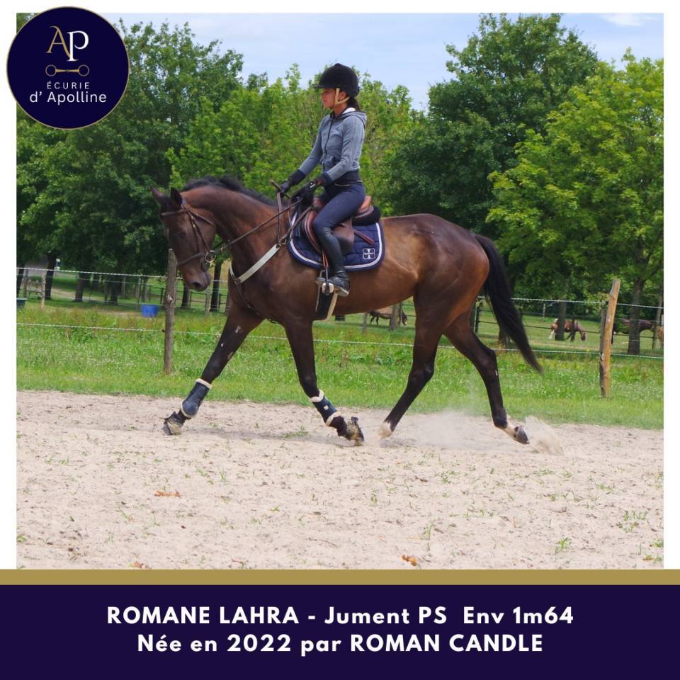Mare Thoroughbred For sale 2022 Bay