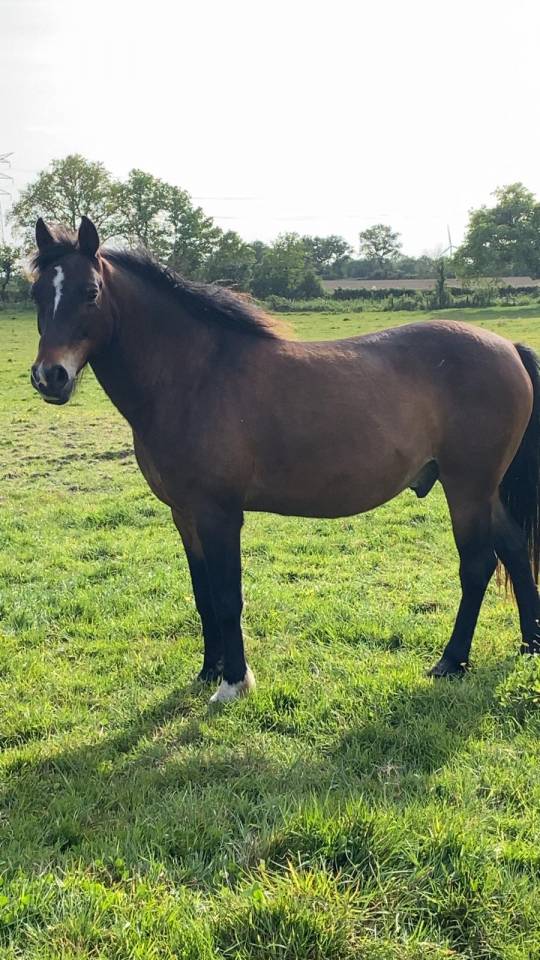 Gelding French Saddle Pony For sale 2013 Dark Bay