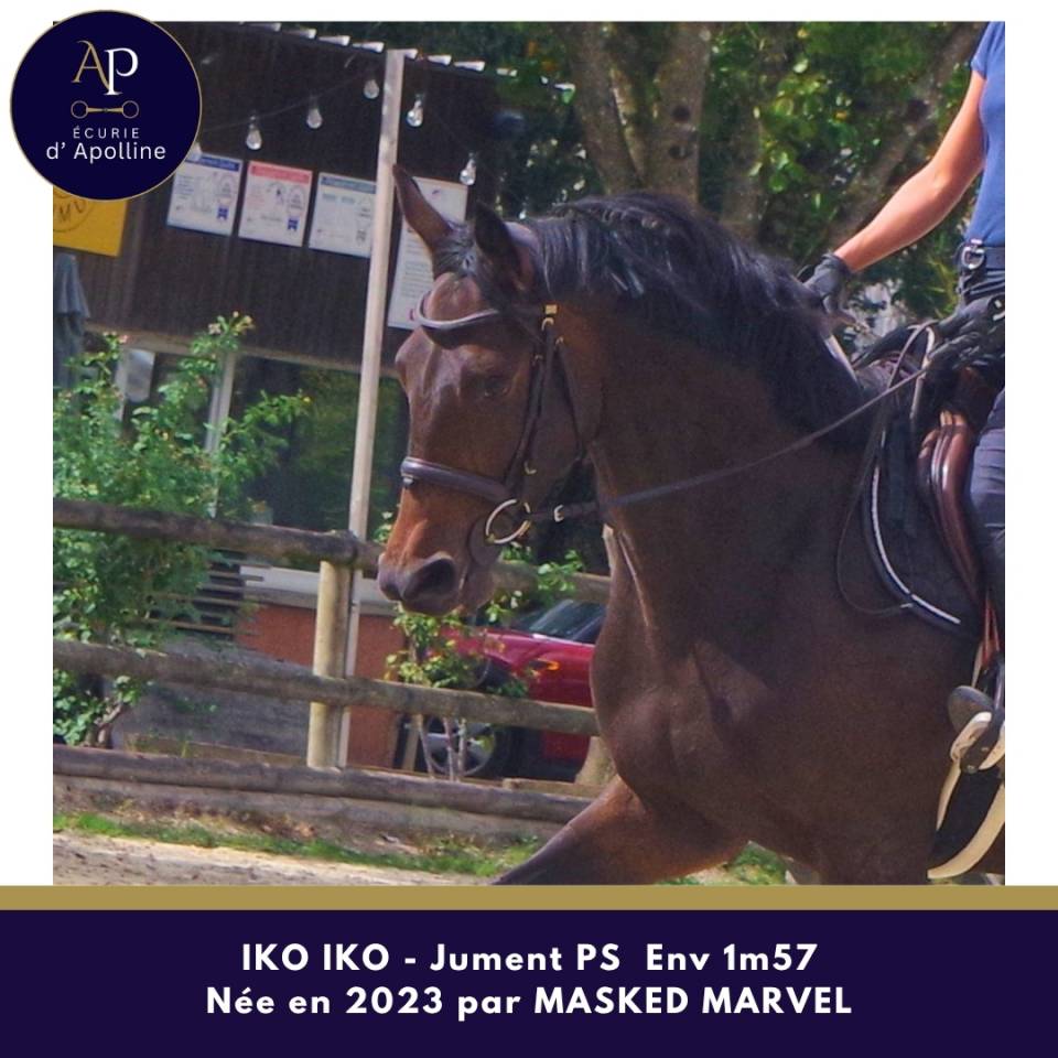Mare Thoroughbred For sale 2023 Dark Bay