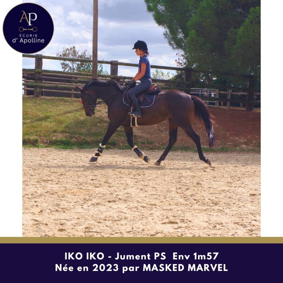 Mare Thoroughbred For sale 2023 Dark Bay