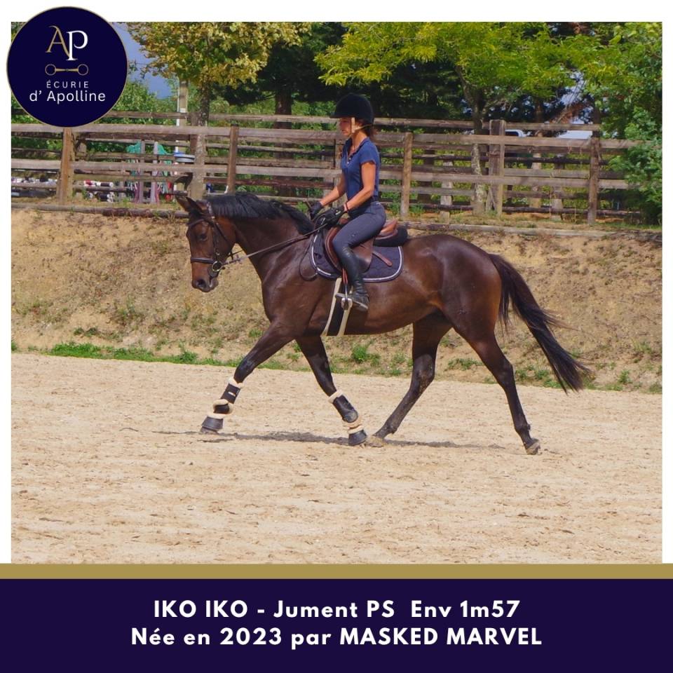Mare Thoroughbred For sale 2023 Dark Bay