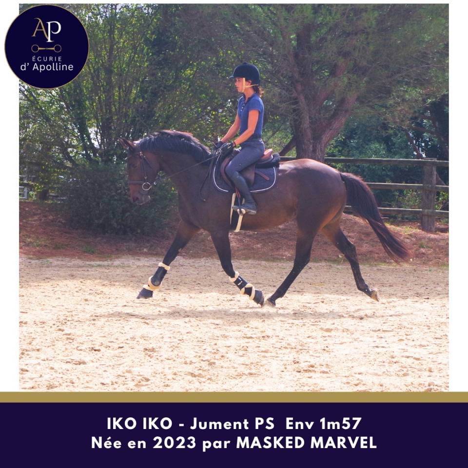 Mare Thoroughbred For sale 2023 Dark Bay