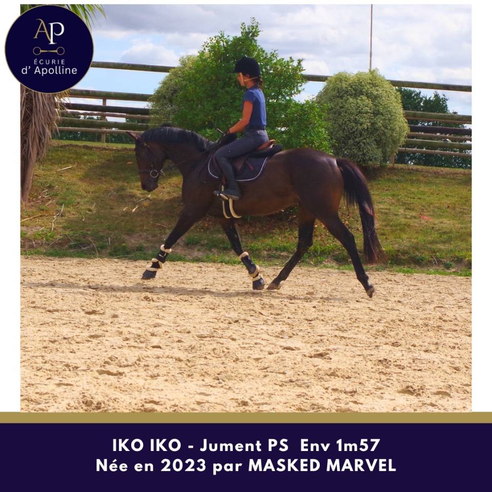 Mare Thoroughbred For sale 2023 Dark Bay