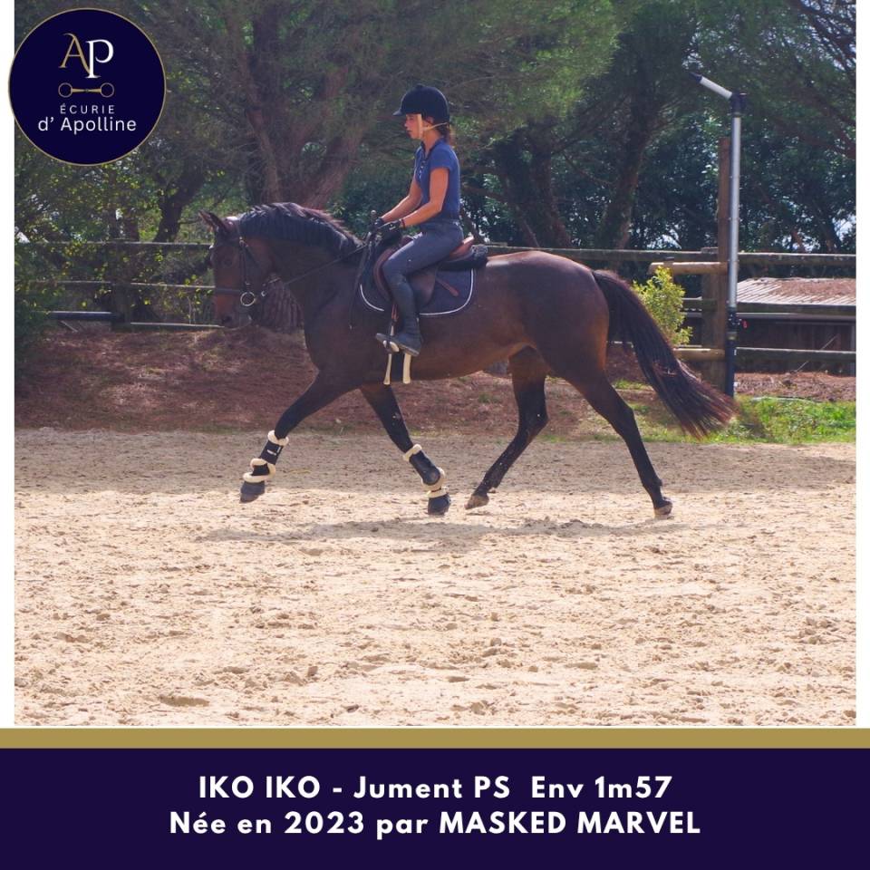 Mare Thoroughbred For sale 2023 Dark Bay