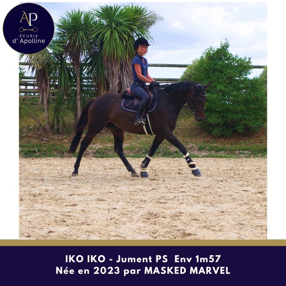 Mare Thoroughbred For sale 2023 Dark Bay