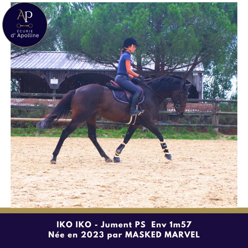 Mare Thoroughbred For sale 2023 Dark Bay
