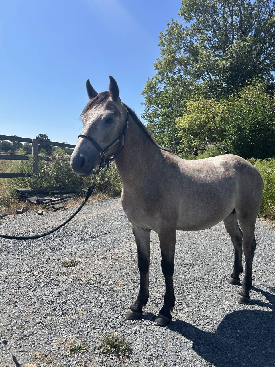 Entire Connemara For sale 2025 Grey