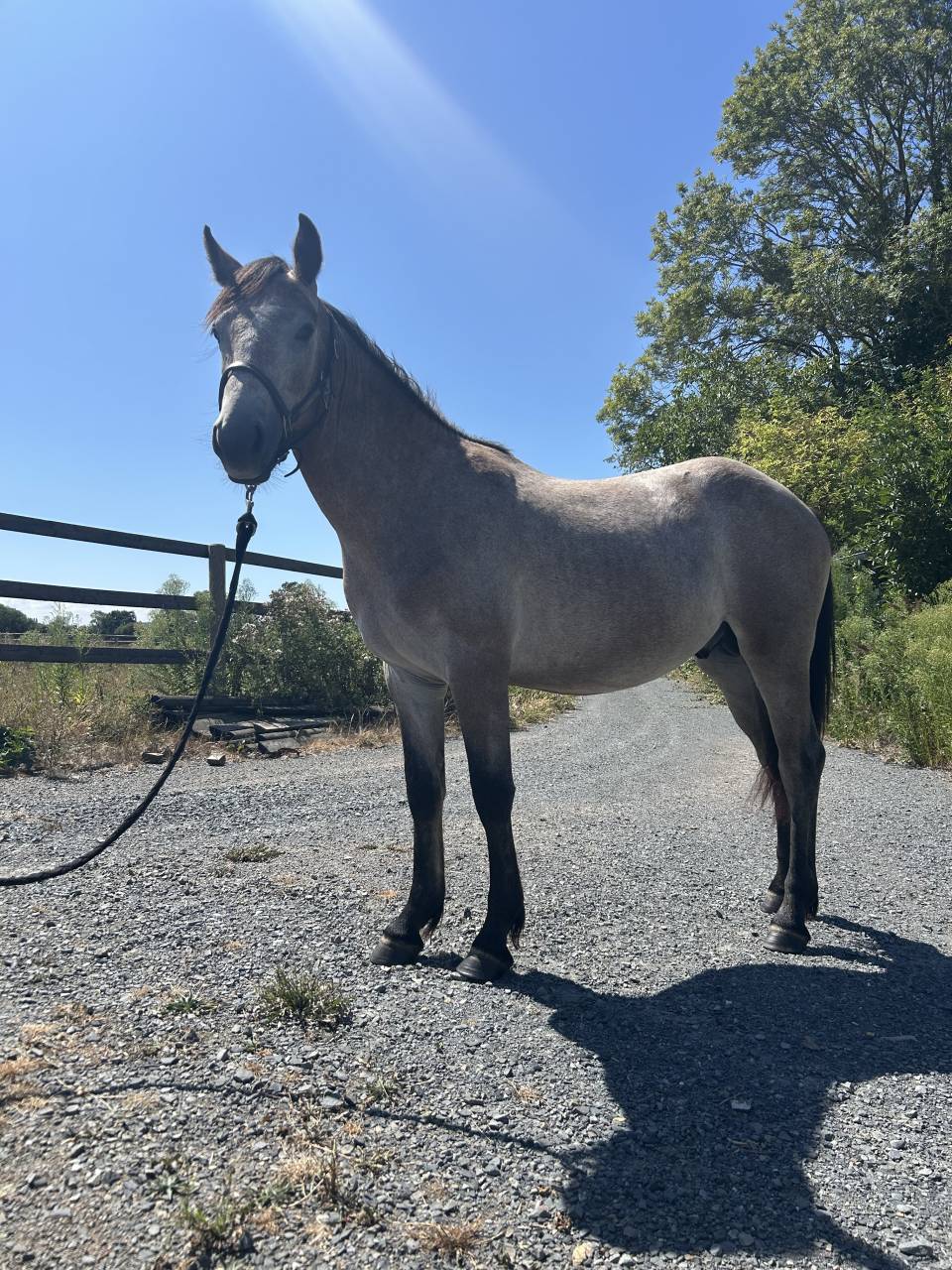 Entire Connemara For sale 2025 Grey