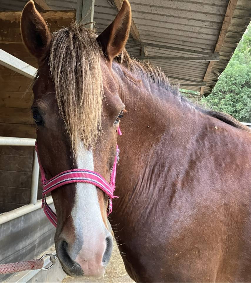 Broodmare No Origin Recorded For sale 2016 Chesnut