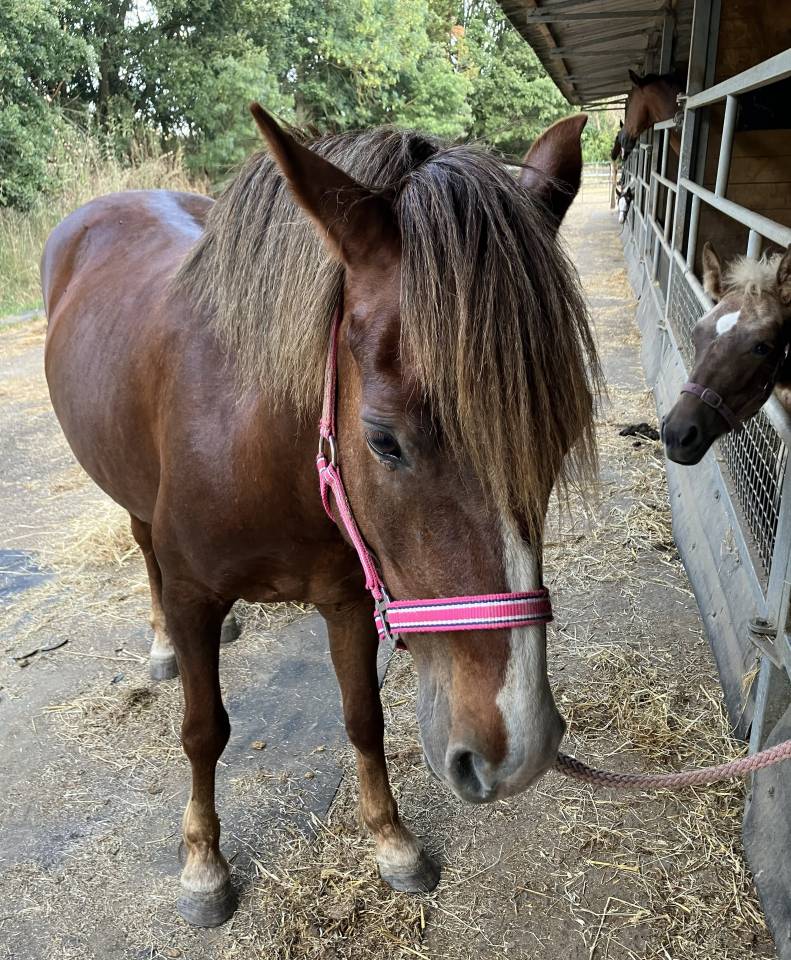 Broodmare No Origin Recorded For sale 2016 Chesnut