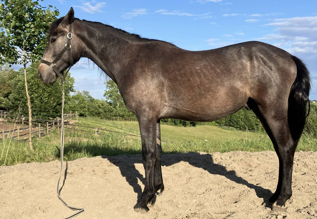 Broodmare No Origin Recorded For sale 2016 Chesnut
