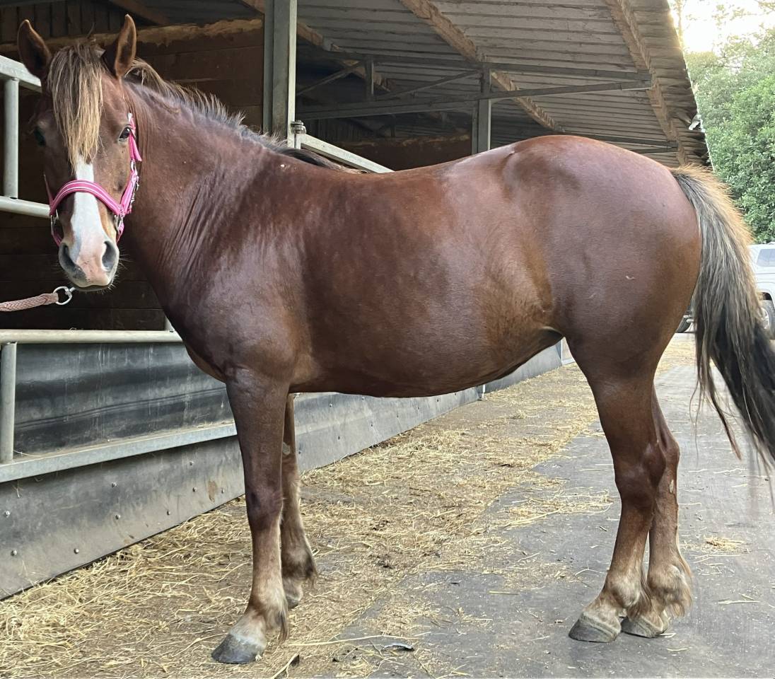 Broodmare No Origin Recorded For sale 2016 Chesnut