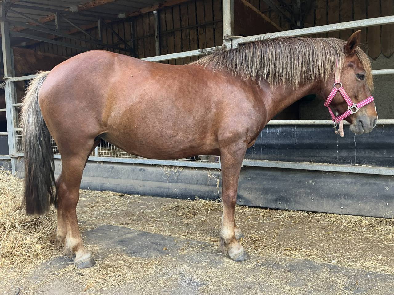 Broodmare No Origin Recorded For sale 2016 Chesnut