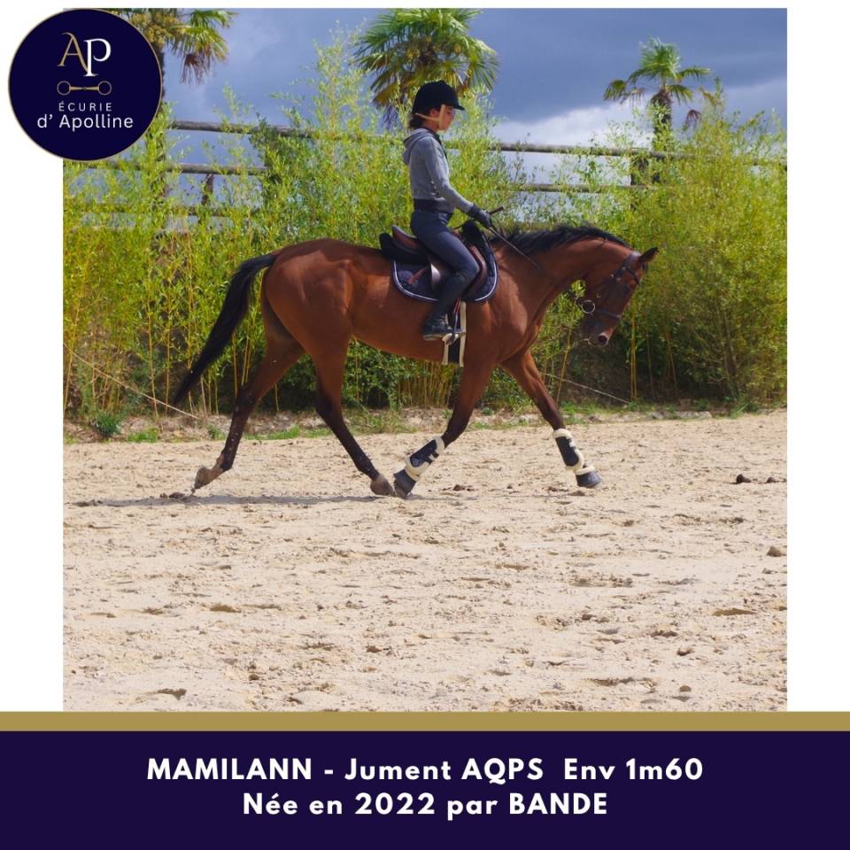 Mare AQPS For sale 2022 Bay
