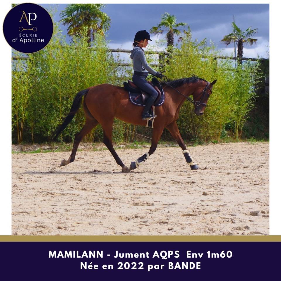 Mare AQPS For sale 2022 Bay