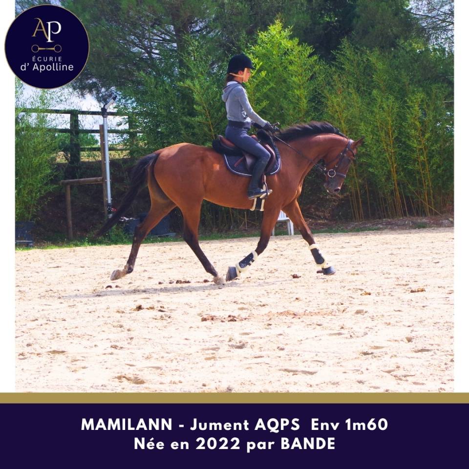 Mare AQPS For sale 2022 Bay