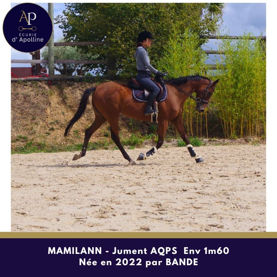 Mare AQPS For sale 2022 Bay