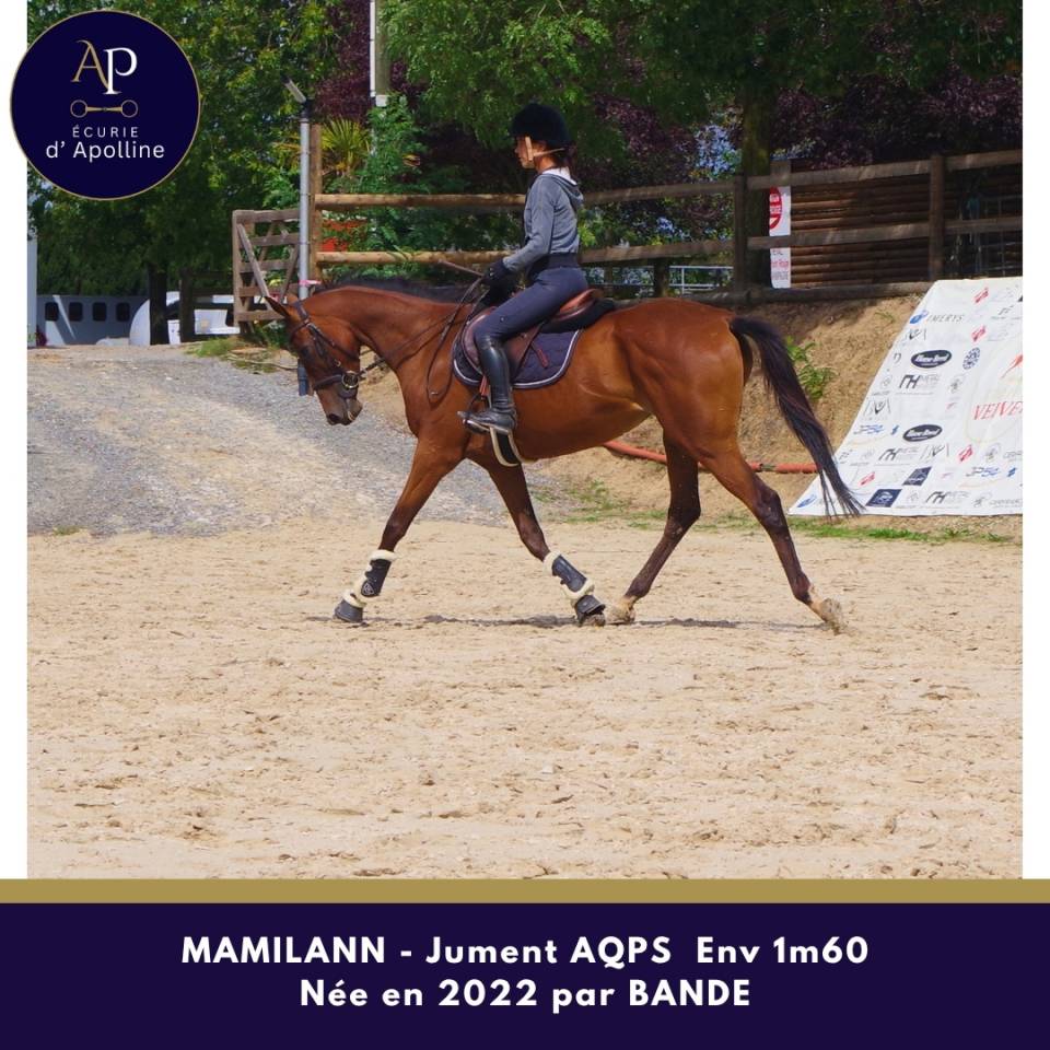 Mare AQPS For sale 2022 Bay