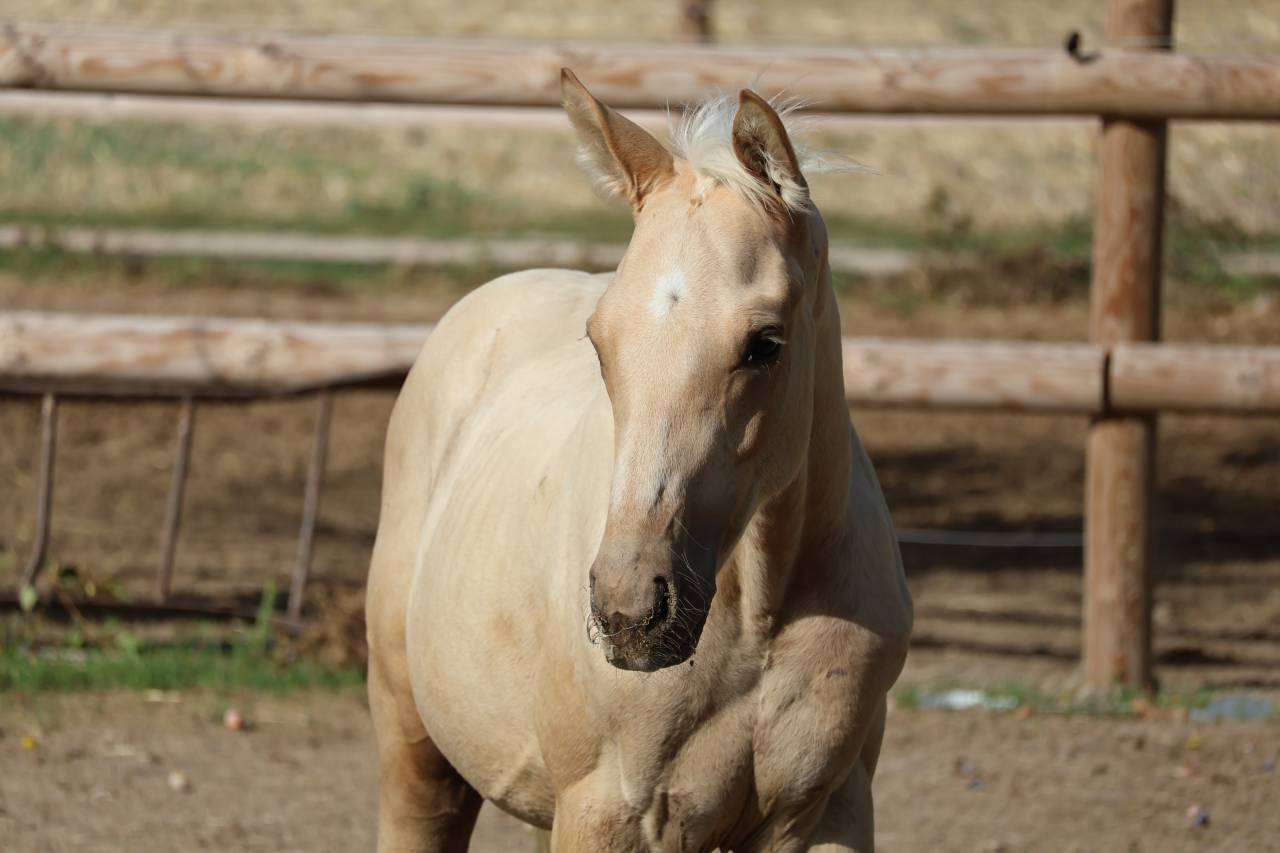 Colt Zangersheide For sale 2026 Palomino