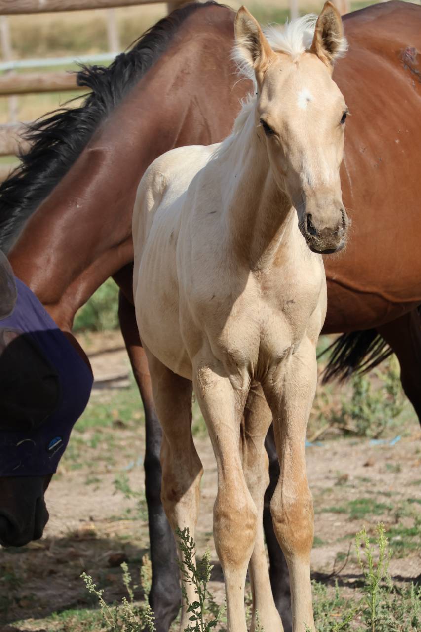 Colt Zangersheide For sale 2026 Palomino