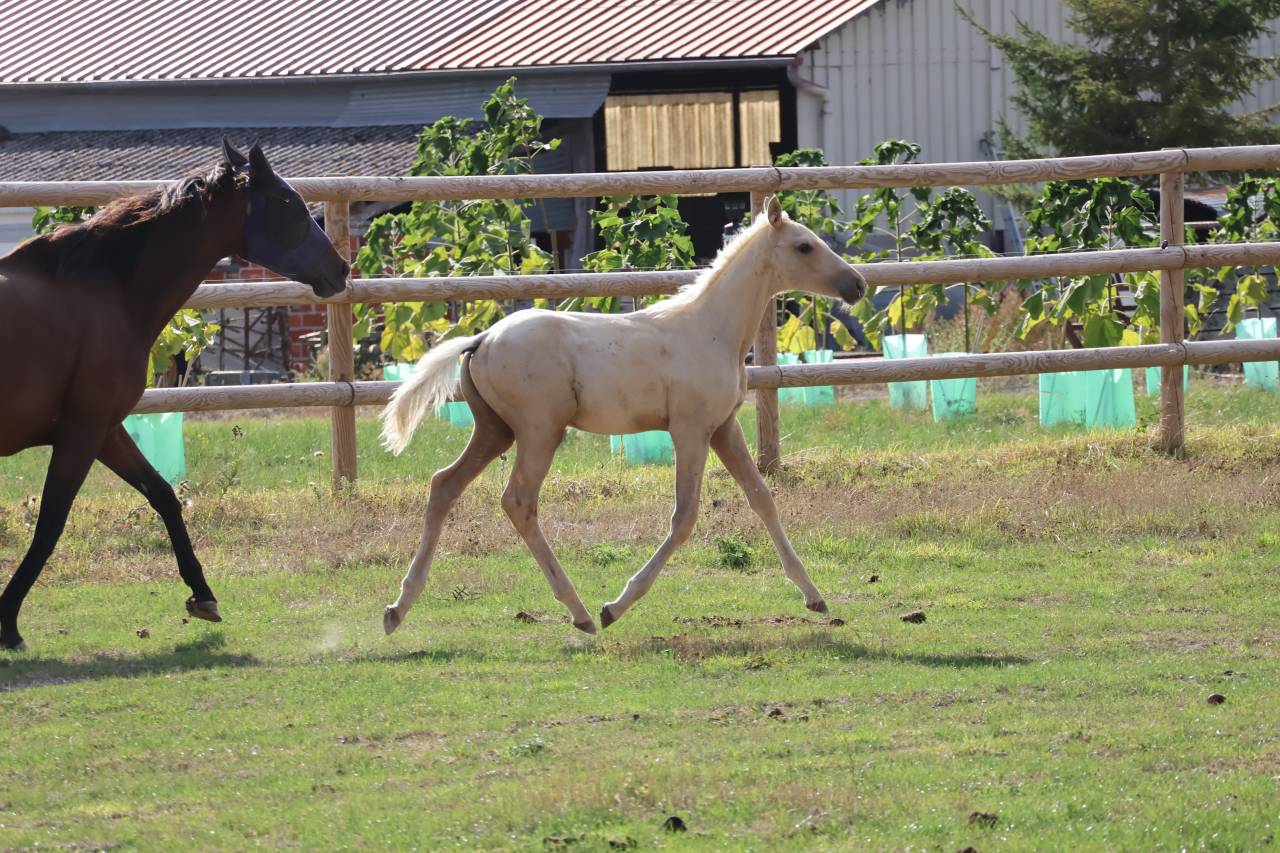 Colt Zangersheide For sale 2026 Palomino