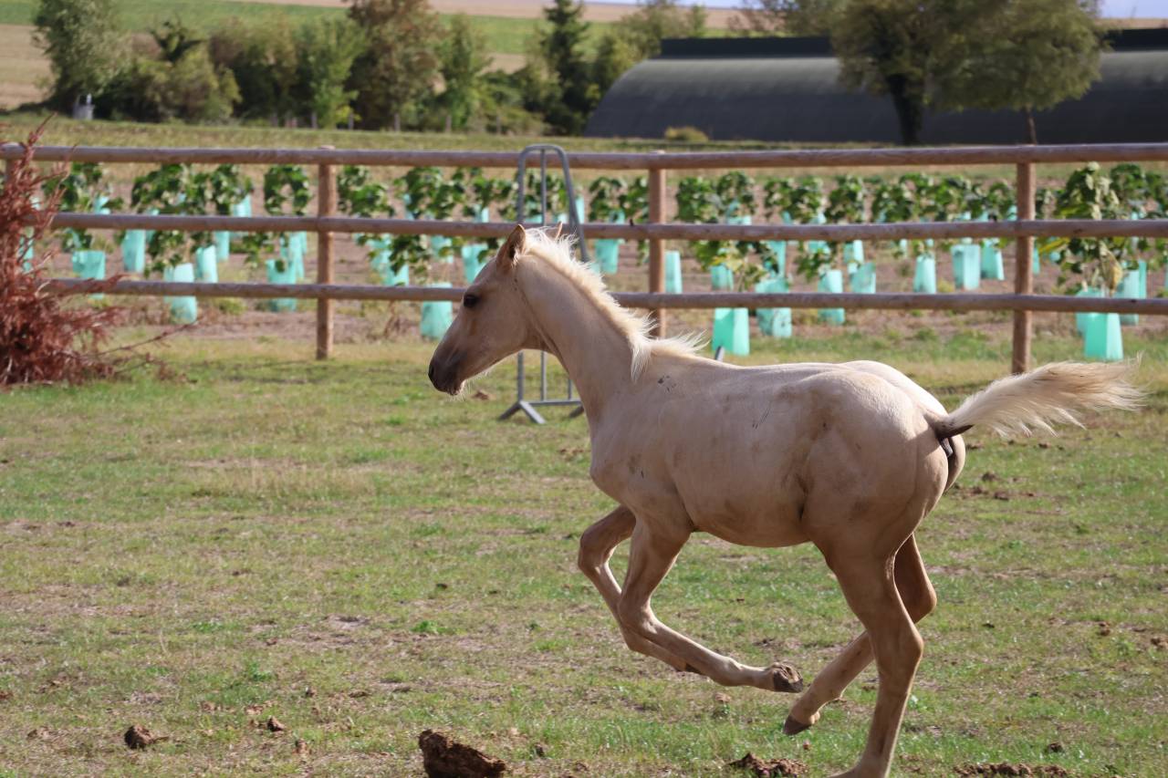 Colt Zangersheide For sale 2026 Palomino