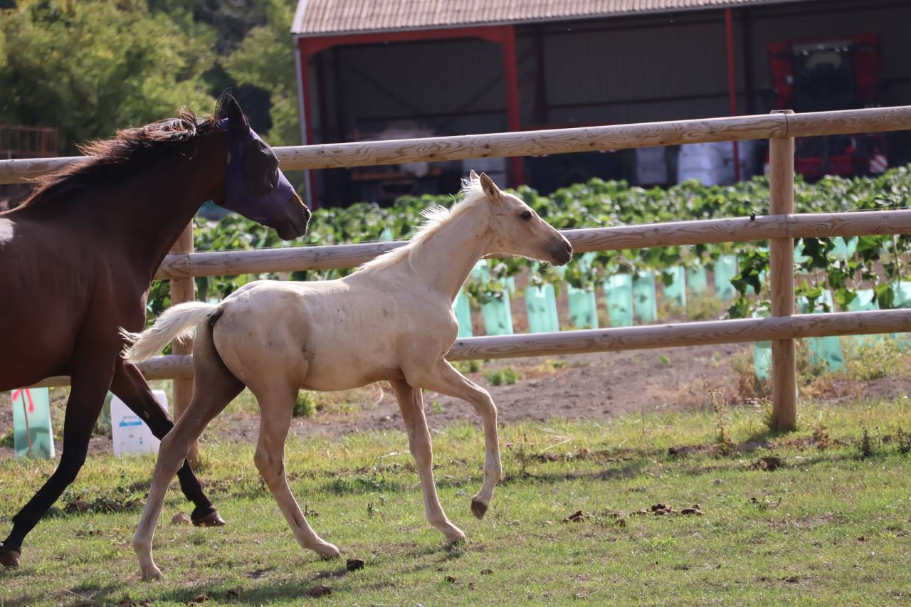 Colt Zangersheide For sale 2026 Palomino