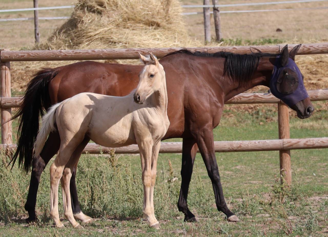 Colt Zangersheide For sale 2026 Palomino
